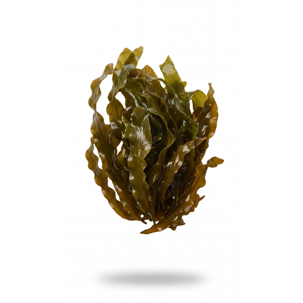 Seaweed alginate